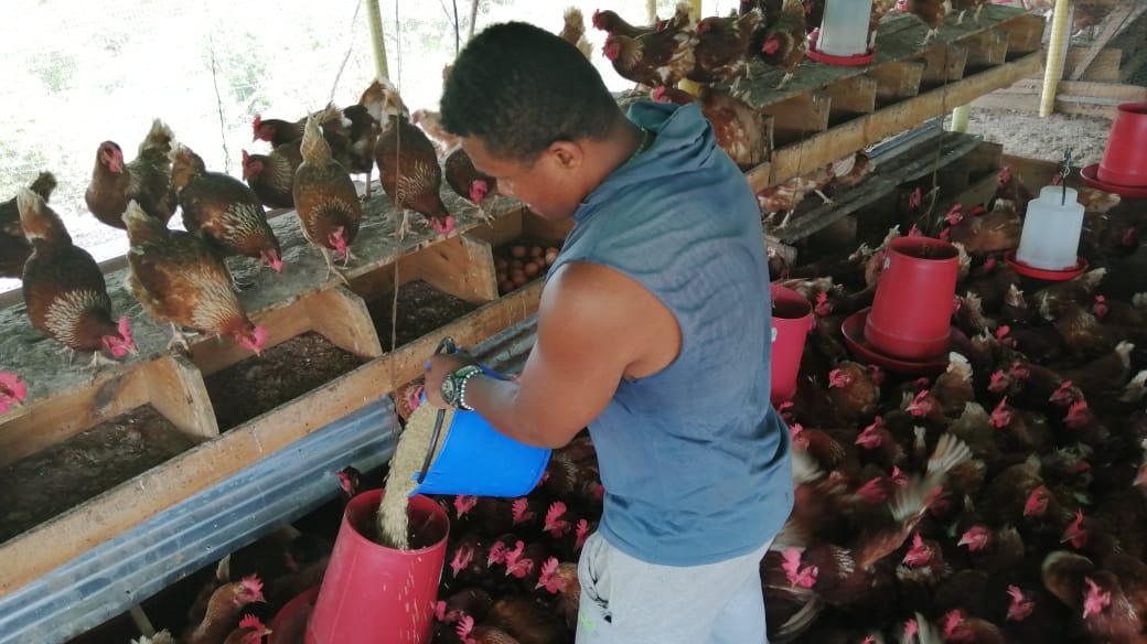 Gallinas