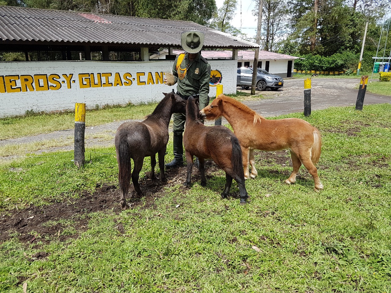 Caballitos Minihorse