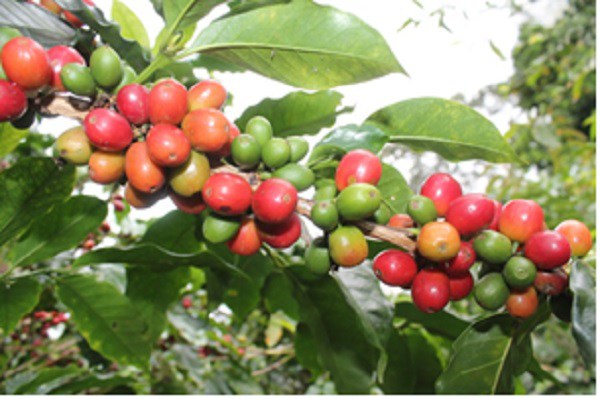 Cafe Cauca