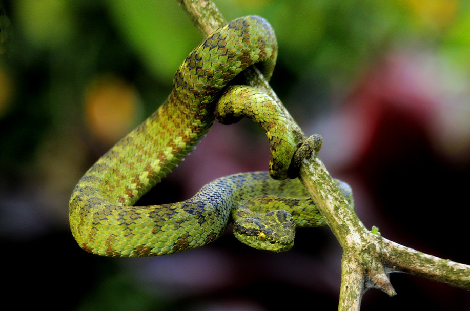 Serpiente 2