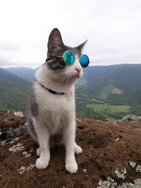 Gato 2