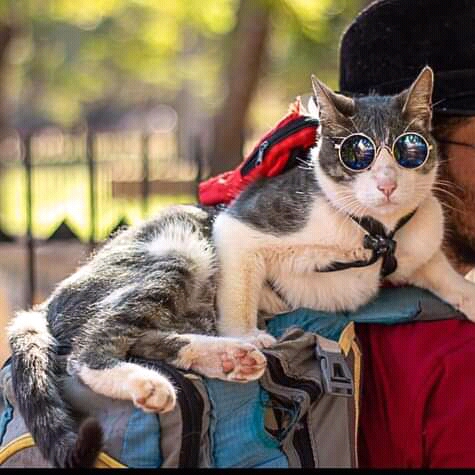 Gato 3