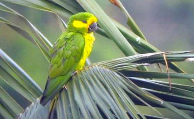 0avistamiento-de-aves-loro-orejiamarillo