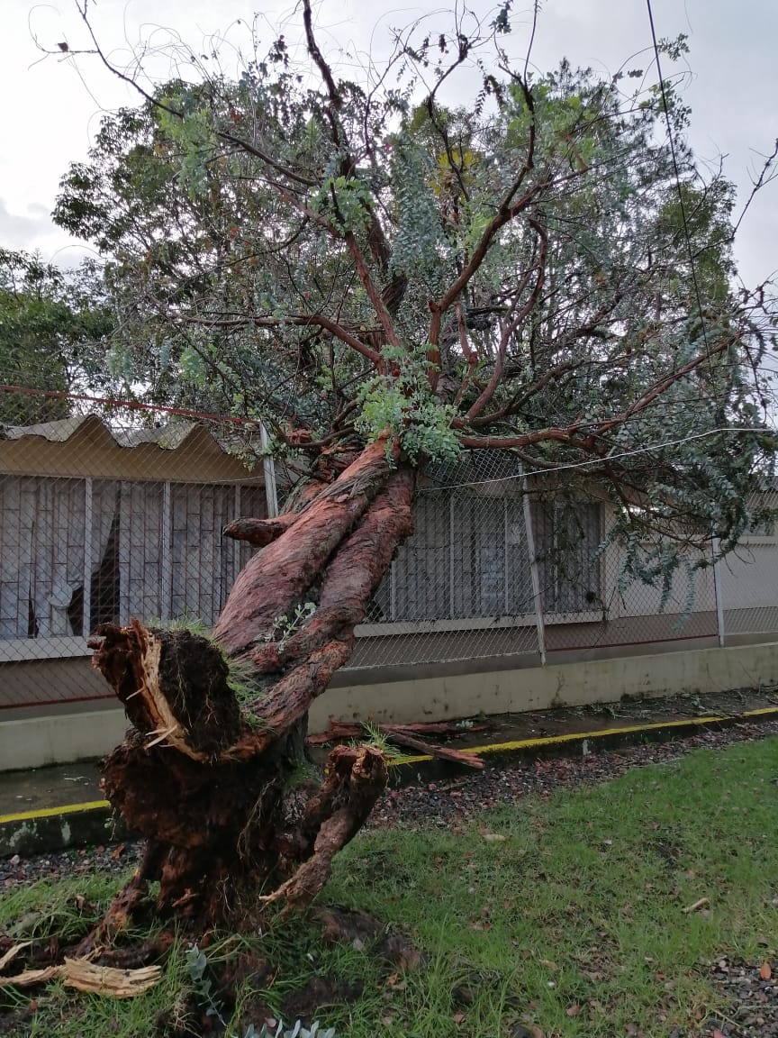 Inundaciones Arbol