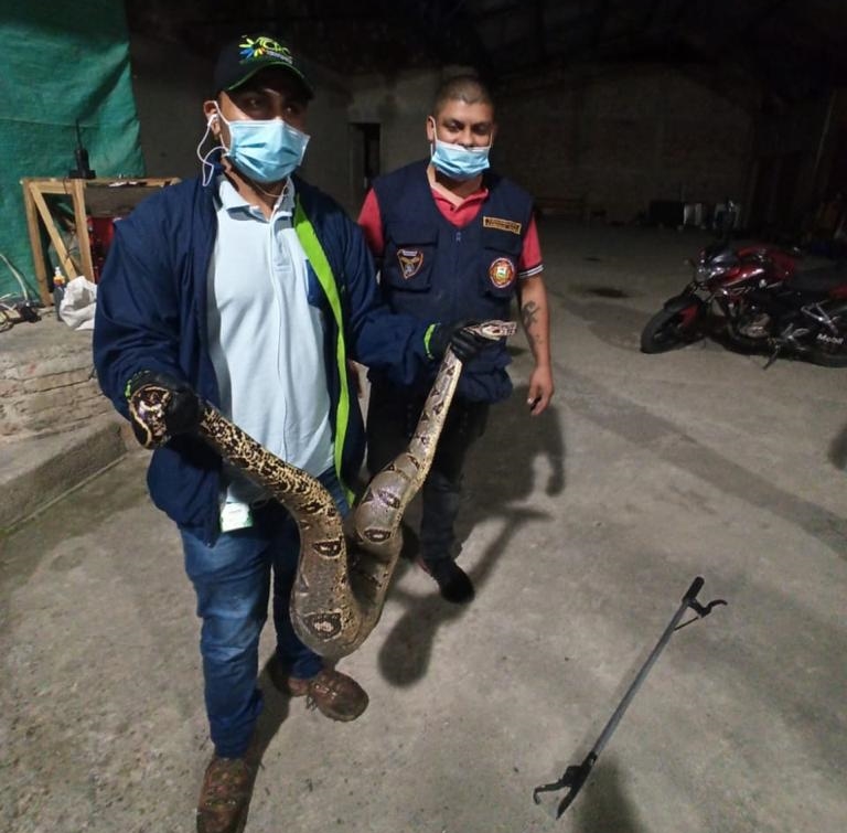 Boa 4