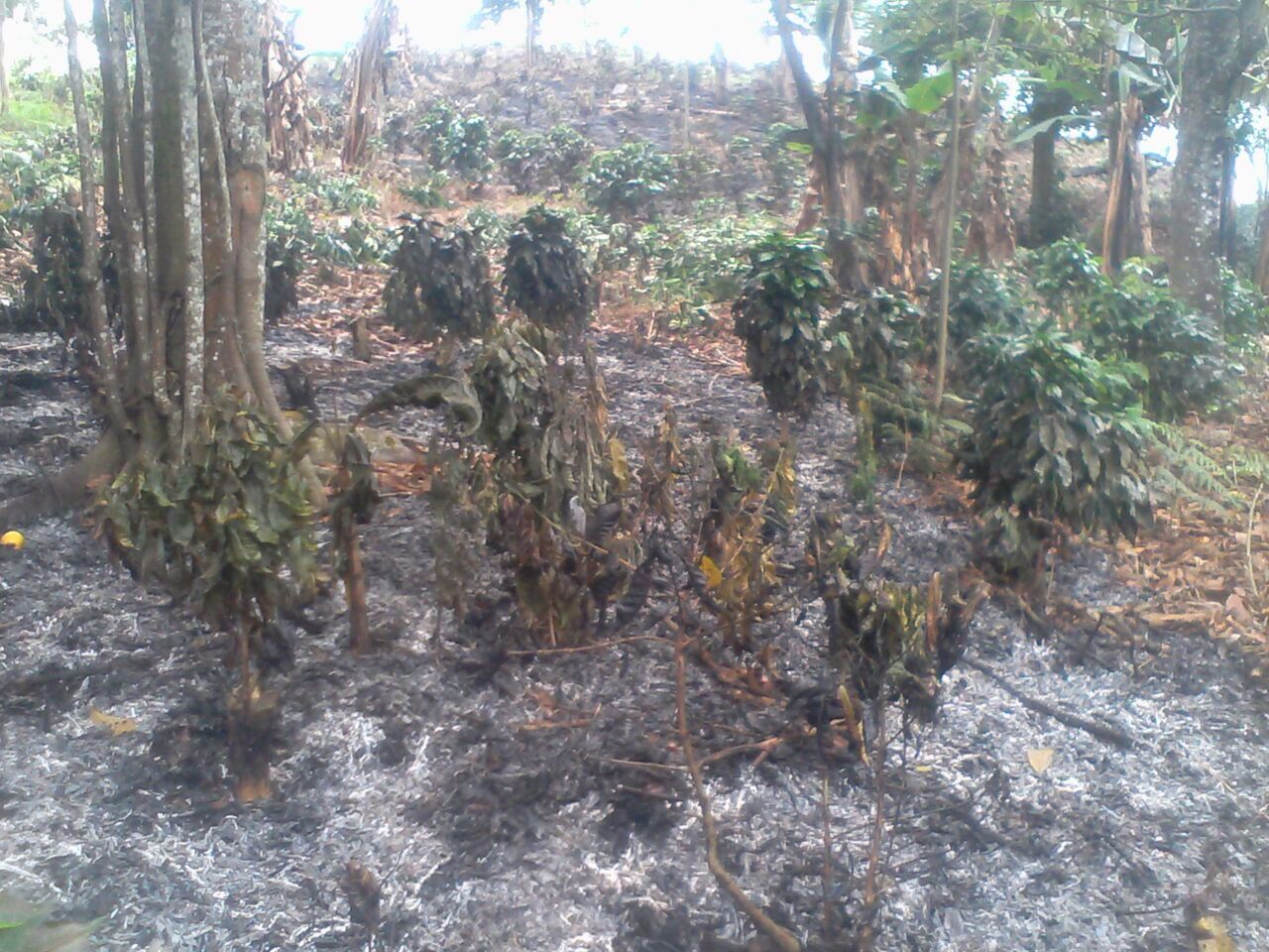 Finca 1