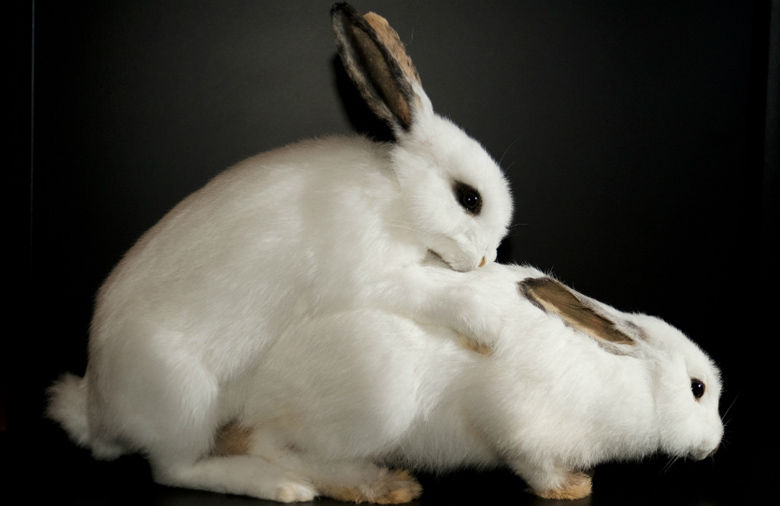 SEXO CONEJITOS