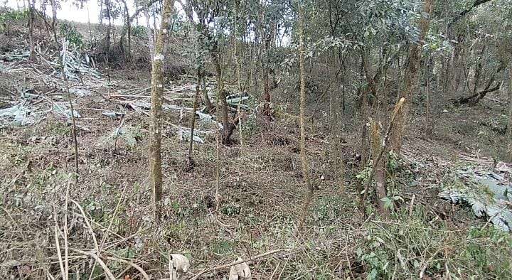Julumito