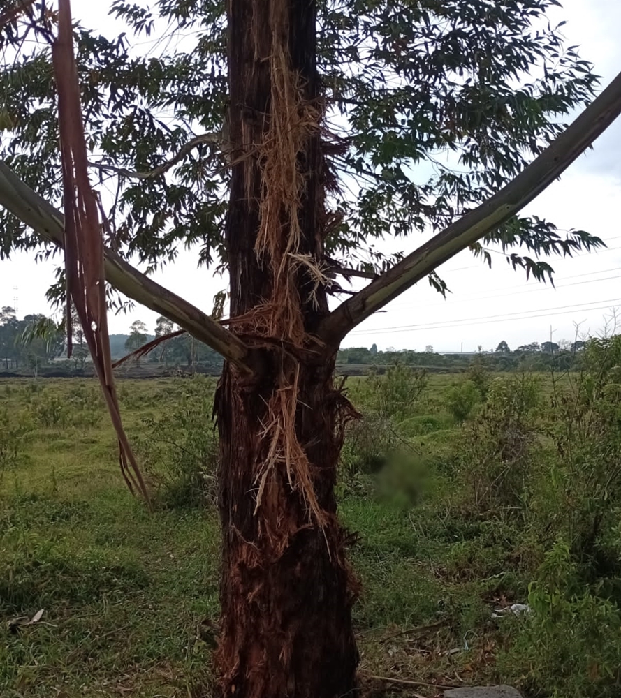 Arbol Rayo