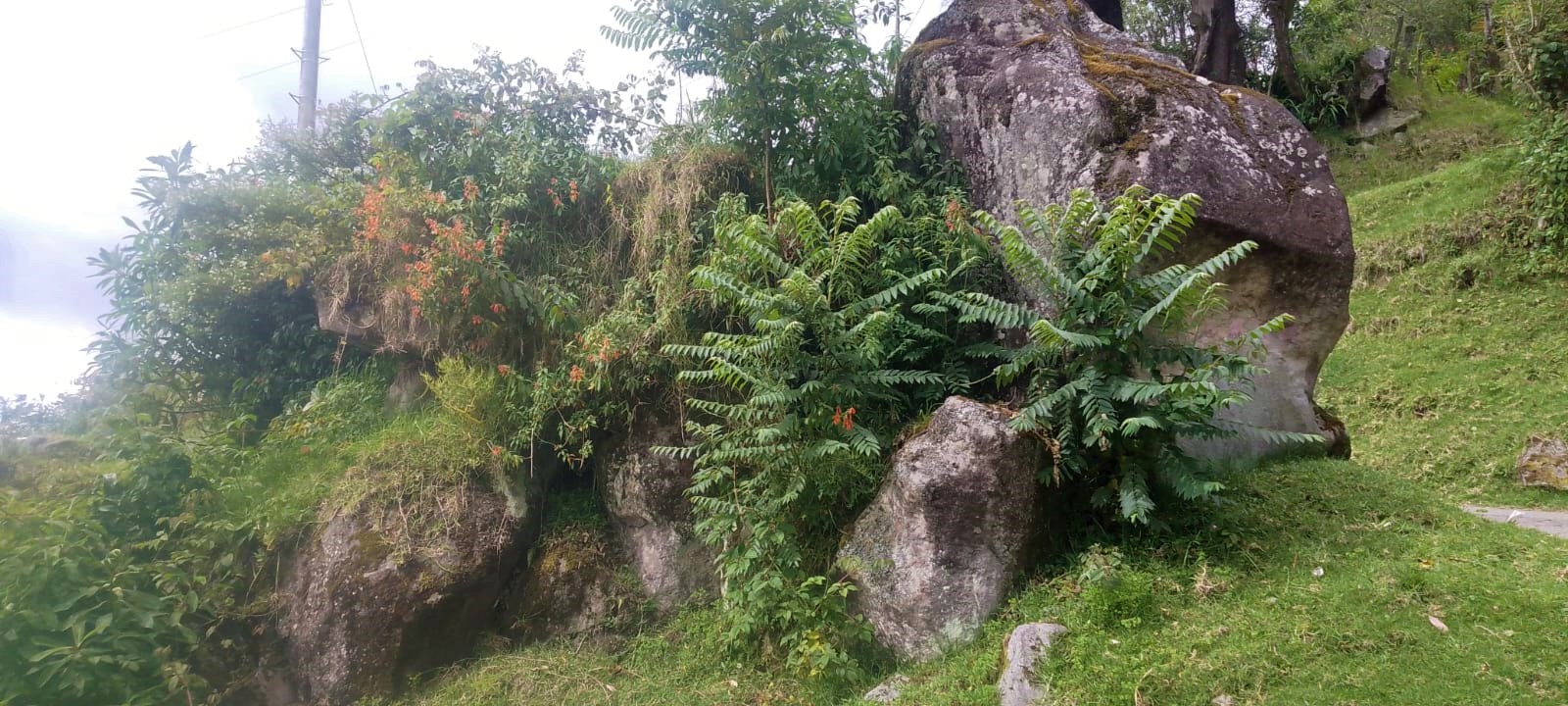 Purace 04